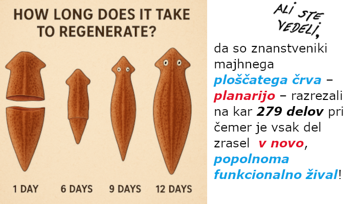 Znanstvena ilustracija prikazuje faze regeneracije planarije: po razrezu na več delov vsak košček začne razvijati manjkajoče dele, vključno z glavo in očmi, dokler ne nastane popolnoma nova žival. Proces traja od nekaj dni do tednov